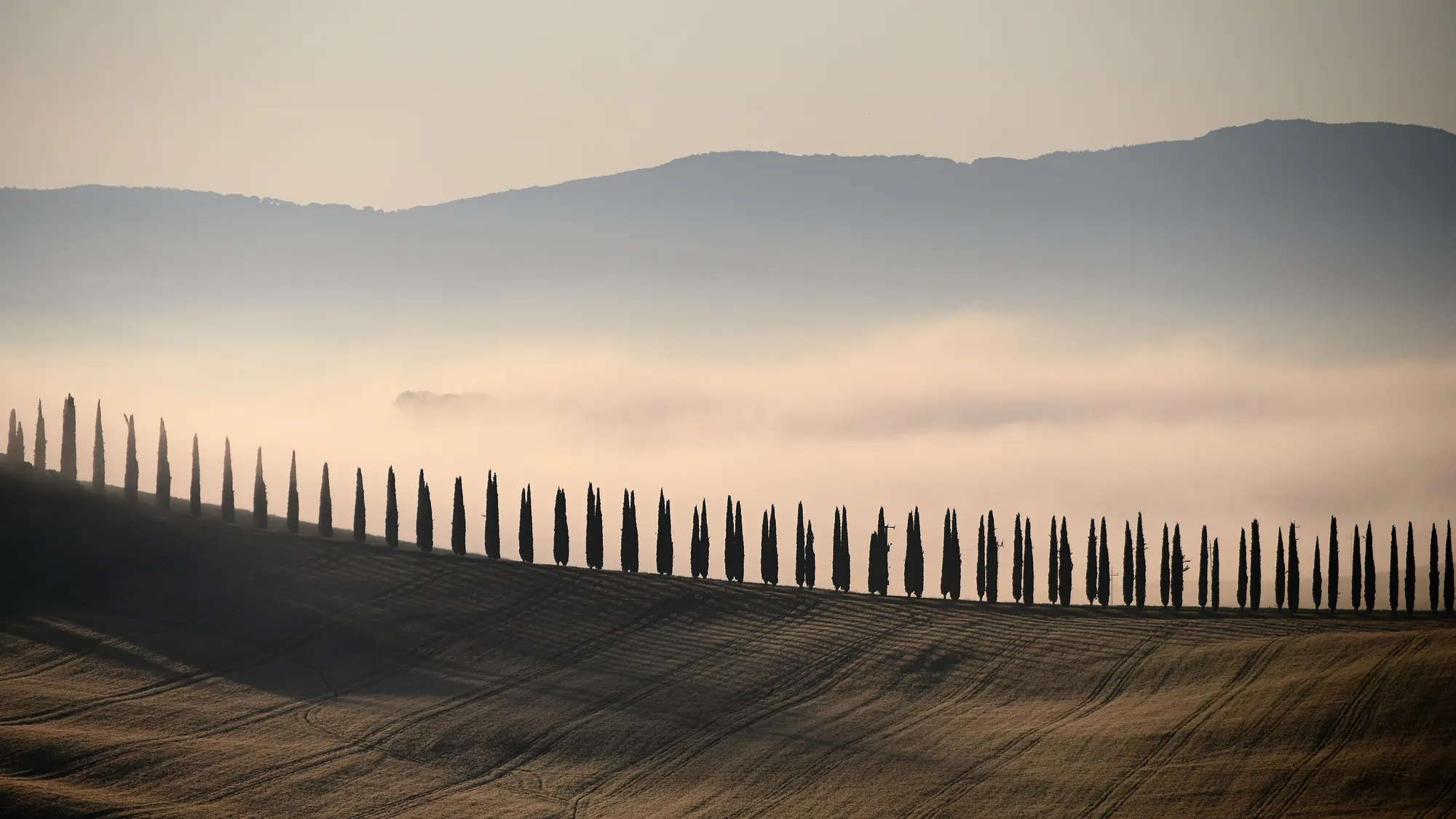 Hilera de cipreses entre la niebla en la Val d'Orcia